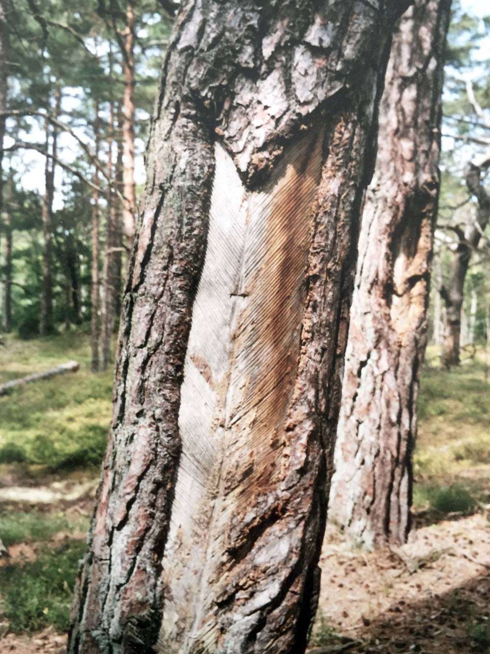 Tapped Pine Tree, Baltic Region, 2018