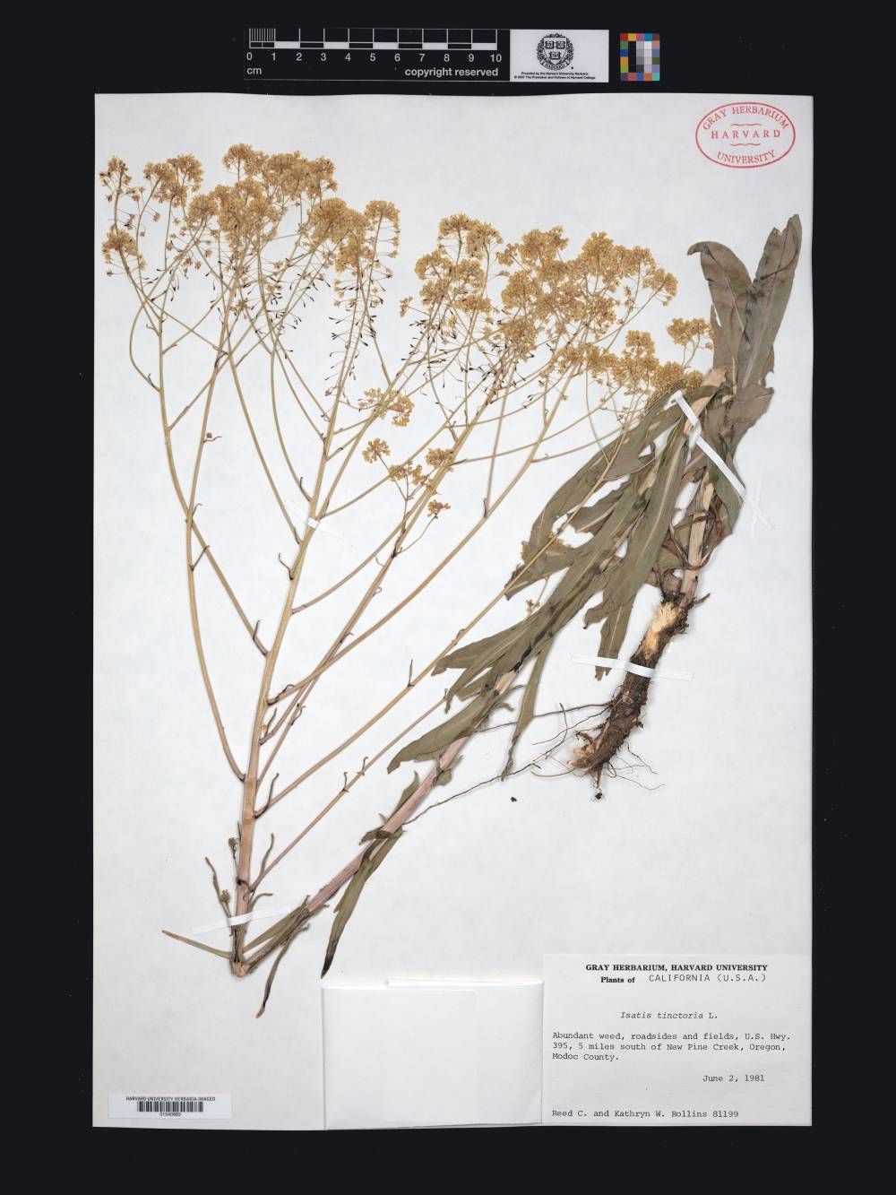 Isatis Tinctoria, Gray Herbarium, Courtesy of the Harvard University